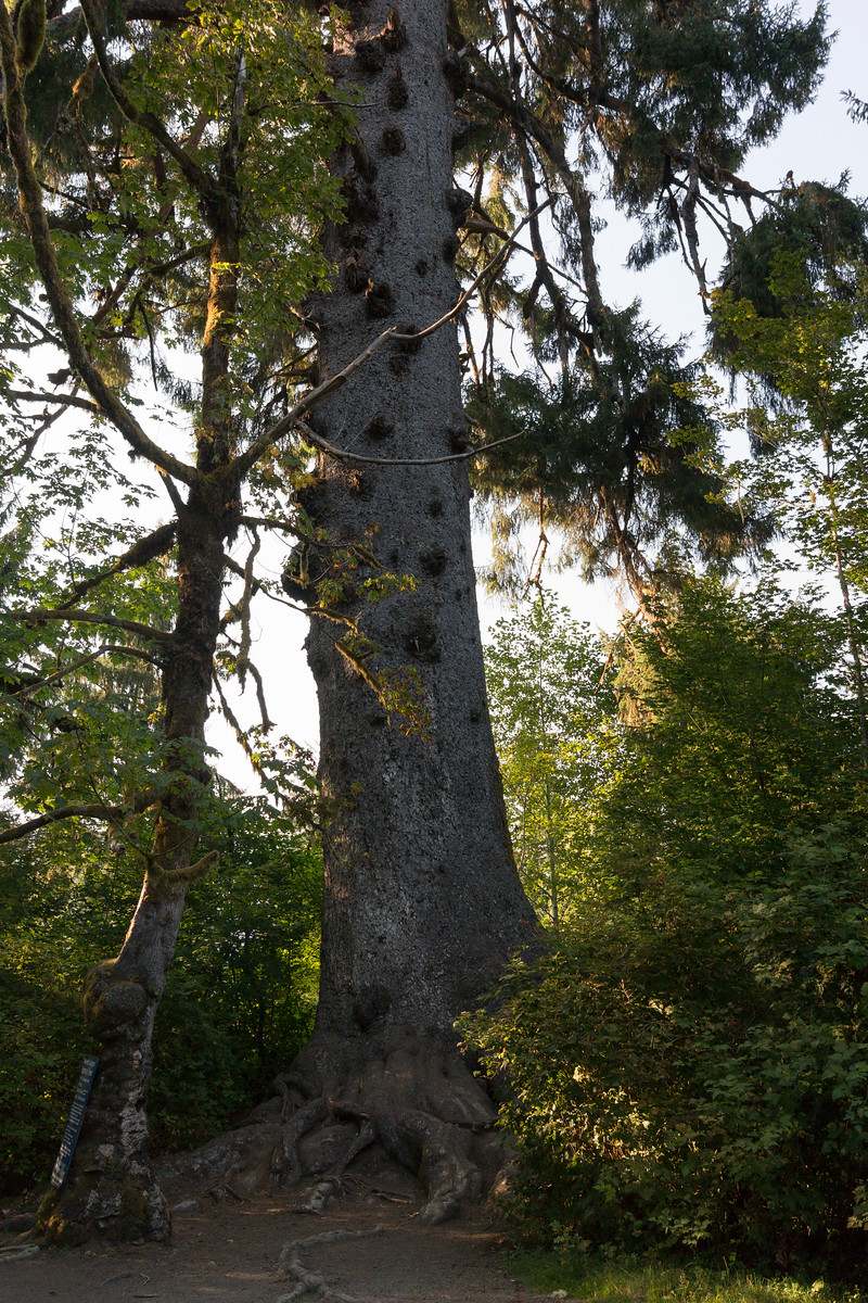 Largest spruce tree, closer view